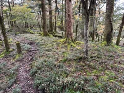 土佐矢筈山・小桧曽山