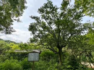 白毫寺
