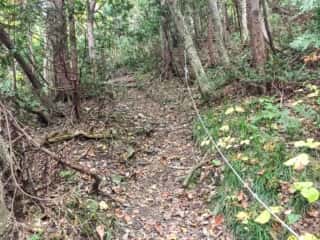 白神岳登山道
