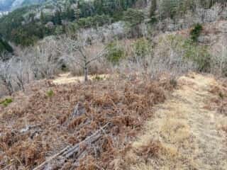 石投山 黒森山 登山道