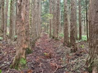 石上登山道