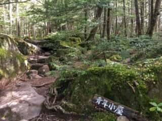 権現岳登山道