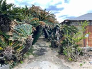 徳之島 金見崎ソテツトンネル
