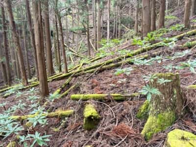 石立山