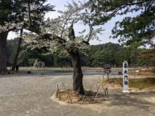 毛越寺　南大門跡
