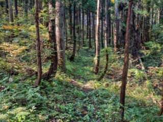 七高山登山道