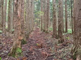 石上登山道