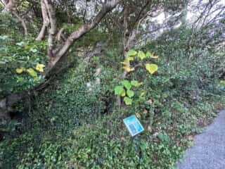 室戸岬ジオパーク