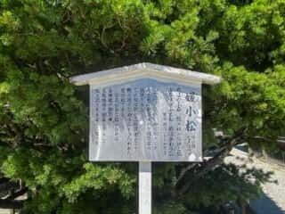 下鴨神社　媛小松
