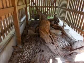 おのころ島神社・八百萬神社　御神木