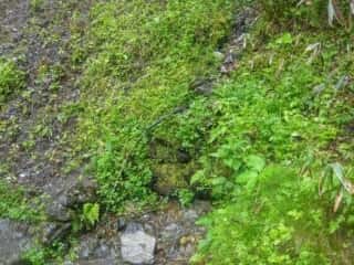 名水百選 剣山御神水