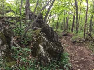 権現岳登山道
