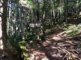 権現岳登山道