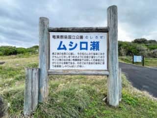 徳之島 ムシロ瀬