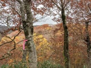 白神岳登山道