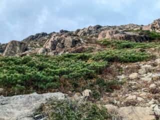 早池峰山 登山道