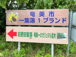 奄美大島 奄美一の巨大カジュマルの木