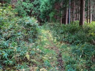 羽黒岩への山道