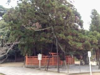 香椎宮　綾杉