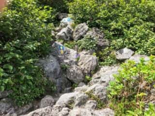 羅臼岳登山道
