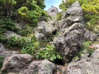 羅臼岳登山道
