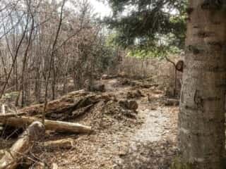 石投山 黒森山 登山道