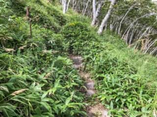摩周岳登山道