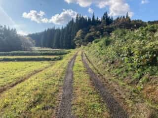 七高山登山道