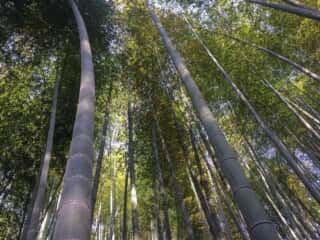 竹ヶ島の竹林