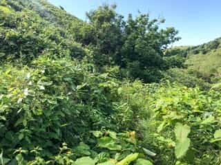 礼文岳登山道