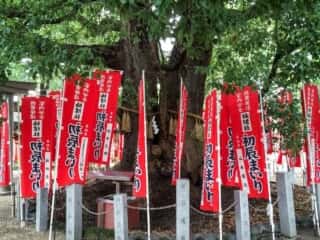 住吉大社 御神木