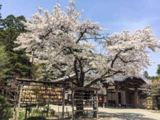 中尊寺　境内