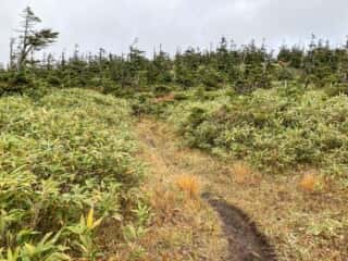 八幡平登山道