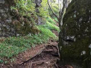 権現岳登山道