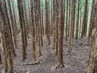 矢筈山・石堂山