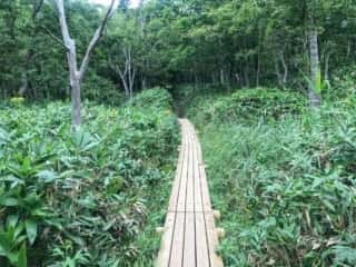 知床五湖 地上遊歩道
