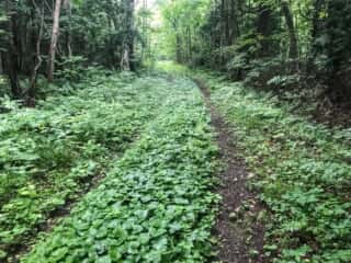 恐山 (大尽山) 登山道