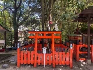 下鴨神社　御神木