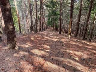 石投山 黒森山 登山道