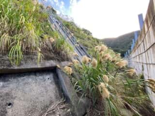 奄美大島 西古見金刀比羅神社