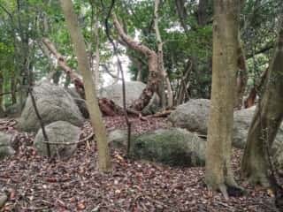 舟木石上神社巨石群