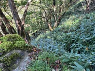 矢筈山・石堂山
