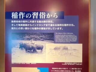 種子島 たねがしま赤米館