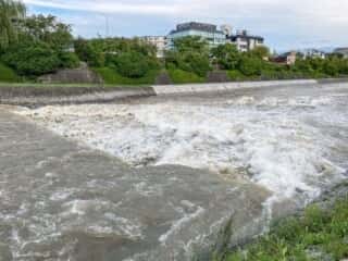 大雨直後の鴨川の濁流