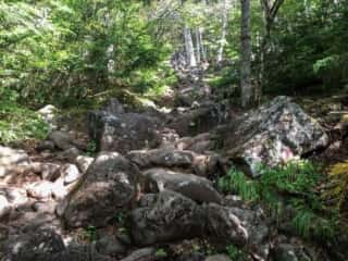 権現岳登山道