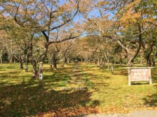 岩木山登山道