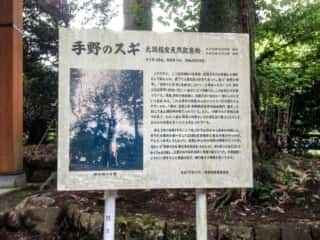 国造神社　手野のスギ