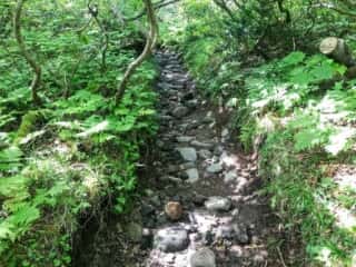 羅臼岳登山道