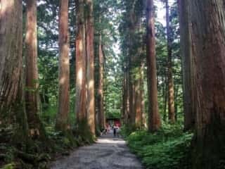 戸隠神社奥社　参道