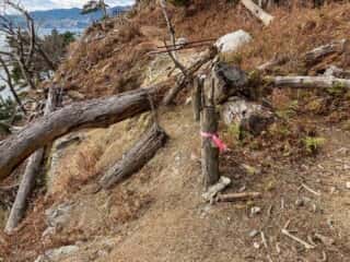 金華山周遊道倒木整備